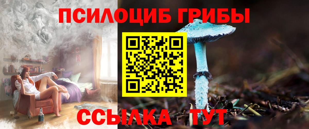 Галлюциногенные грибы Psilocybe Кемерово
